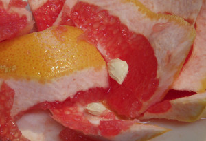 Grapefruitmag kivonat kiszállítás